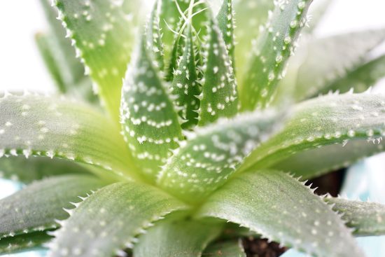 découvrez notre guide complet sur les plantes d'intérieur ! apprenez à choisir, entretenir et décorer votre espace avec des houseplants variés. transformez votre maison en un havre de paix verdoyant grâce à des conseils d'experts.