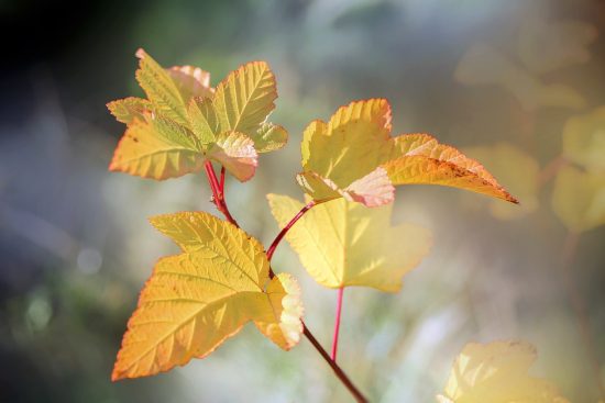 découvrez notre sélection variée de plantes de jardin, parfaites pour embellir votre espace extérieur. que vous soyez amateur ou expert, trouvez les espèces idéales pour un jardin florissant et esthétique.