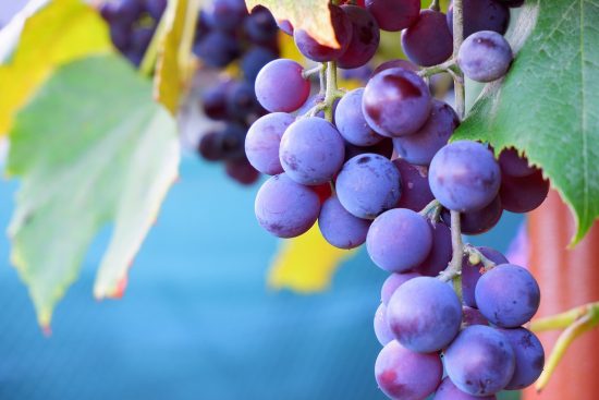 découvrez nos conseils pratiques pour l'entretien de votre jardin à l'automne. apprenez à préparer vos plantes pour l'hiver, à nettoyer votre espace extérieur et à maximiser la beauté de votre jardin durant cette saison. profitez de nos astuces pour un jardin éclatant toute l'année.