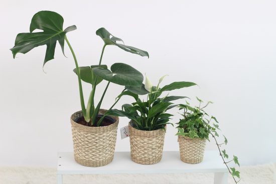 découvrez l'univers des plantes d'intérieur ! transformez votre espace de vie avec des conseils sur l'entretien, le choix des espèces et des astuces pour créer un oasis de verdure chez vous.