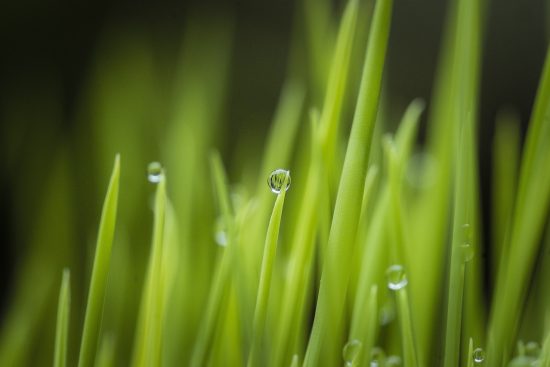 découvrez les bienfaits surprenants des plantes vertes pour la santé. améliorez votre bien-être physique et mental grâce à la purification de l'air, à la réduction du stress et à l'augmentation de votre productivité. plongez dans le monde des plantes d'intérieur et apprenez comment elles peuvent transformer votre espace de vie en un havre de paix et de vitalité.